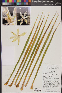 Yucca angustissima image