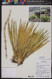 Yucca harrimaniae image