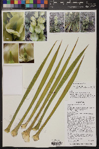 Yucca harrimaniae image