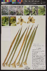 Yucca harrimaniae image