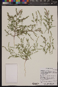 Corispermum welshii image