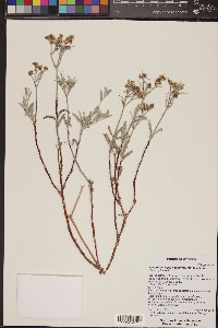 Eriogonum leptocladon image