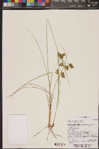 Cyperus schweinitzii image