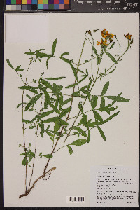 Tagetes lemmonii image