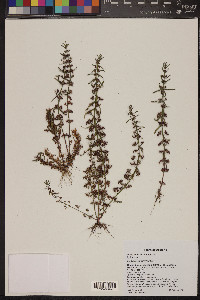 Ammannia auriculata image