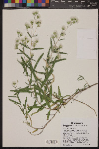 Brickellia venosa image