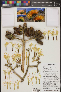 Agave chrysantha image