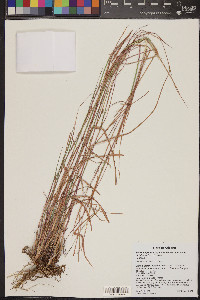 Schizachyrium sanguineum var. hirtiflorum image