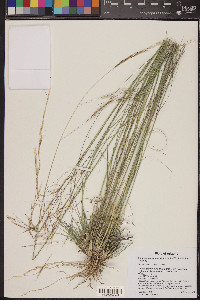 Schizachyrium cirratum image