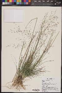 Eragrostis intermedia image