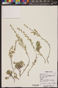 Artemisia frigida image