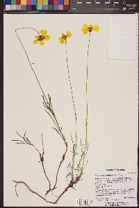 Thelesperma subnudum image