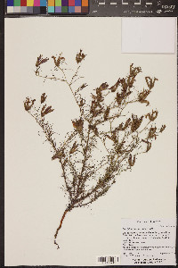 Cordylanthus wrightii image