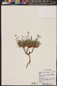 Tetraneuris acaulis var. arizonica image