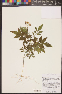 Solanum jamesii image