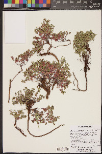 Euphorbia fendleri image