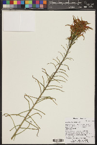 Castilleja linariifolia image