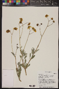 Encelia farinosa image