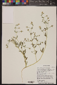 Kallstroemia parviflora image