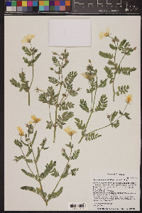 Kallstroemia grandiflora image