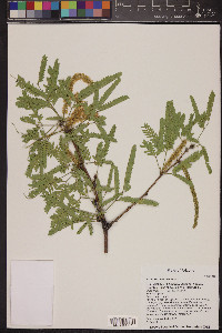 Prosopis velutina image