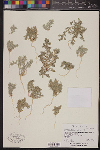 Atriplex elegans image