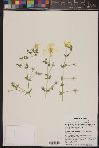 Kallstroemia grandiflora image