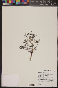 Lupinus sparsiflorus image