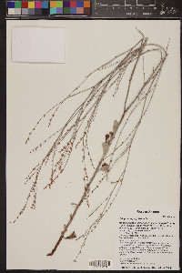 Eriogonum polycladon image