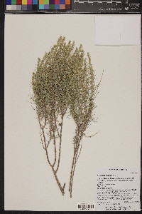 Artemisia filifolia image