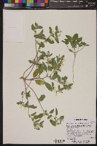 Heliotropium convolvulaceum image