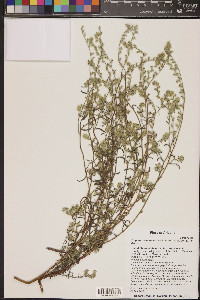 Cryptantha muricata image