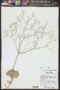 Eriogonum cernuum image