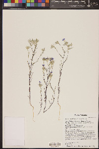 Eriastrum diffusum image