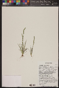 Poa bigelovii image