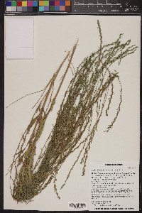 Lythrum californicum image