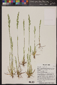 Poa bigelovii image