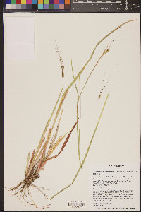 Heteropogon contortus image