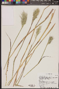 Bothriochloa laguroides image