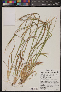 Heteropogon contortus image