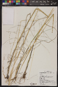 Disakisperma dubium image