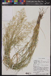 Eragrostis lehmanniana image