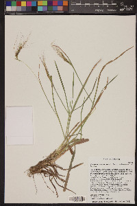 Heteropogon contortus image