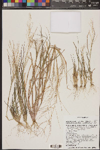 Leptochloa panicea image