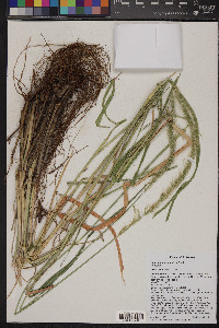 Setaria macrostachya image