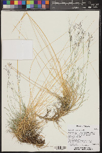 Muhlenbergia pungens image