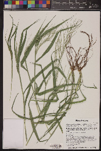 Leptochloa panicea subsp. brachiata image