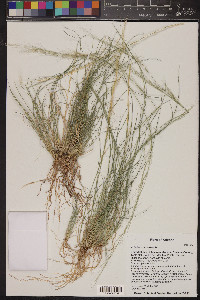 Aristida adscensionis image