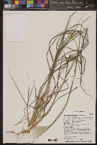 Bothriochloa barbinodis image