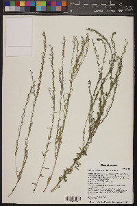 Lythrum californicum image